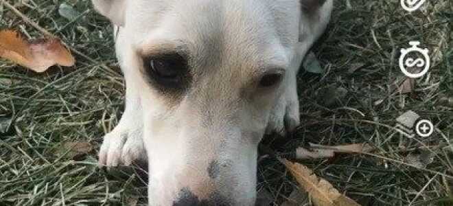 Фильтры Snapchat работают на животных?