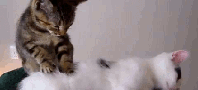 Смешная кошка Gif, чтобы сделать тебя счастливым