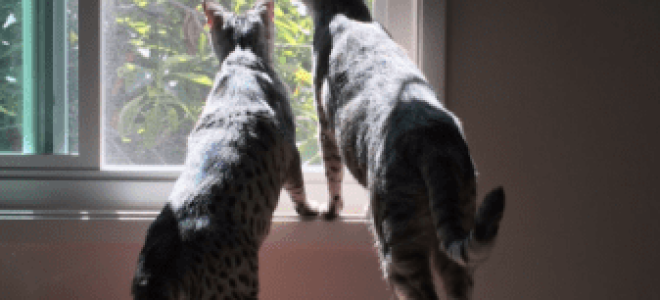 Как добавить ссылку в истории Instagram