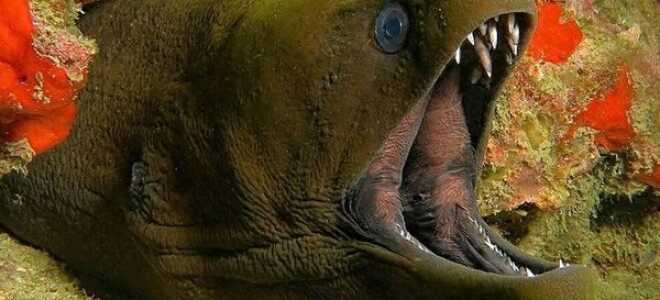 Смешные понедельник мемы