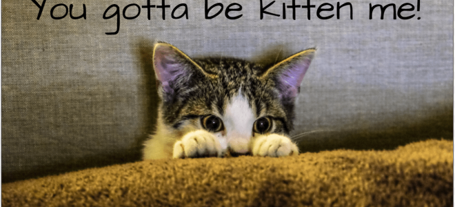 80 титров кошек для Instagram — Мяу