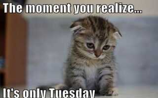 Вторник мемы, чтобы улучшить ваше настроение