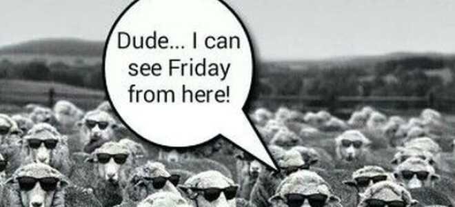 Happy Hump Day Meme и веселые картинки