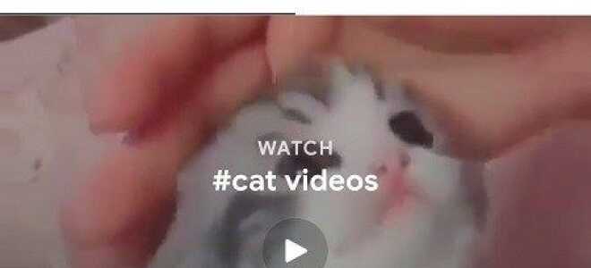 Кошачьи хэштеги за этого безумного кошачьего в твоей жизни