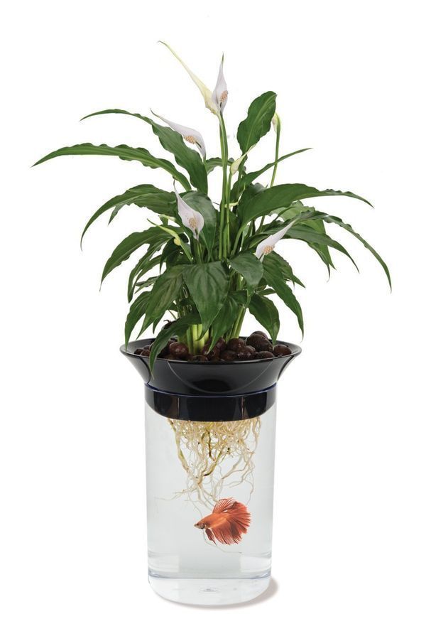 Экосфера Закрытая Водная Экосистема