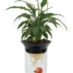 Экосфера Закрытая Водная Экосистема