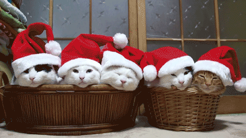 Праздничный Подарок Кошке на Рождество
