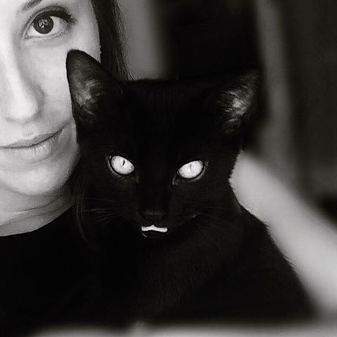 восхитительный черный кот