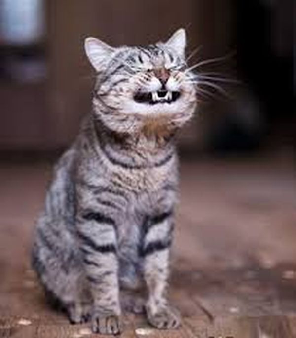 Увлекательный Laughing Kitty Meme