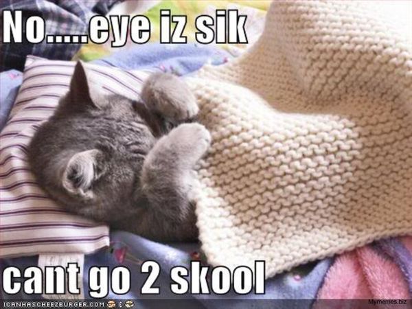 Больной кот мем