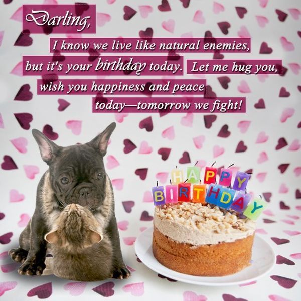 Cute Happy Bday Meme для любимого мужа