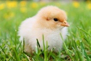 Опускаясь до уровня глаз, фон отбрасывается назад и становится размытым.