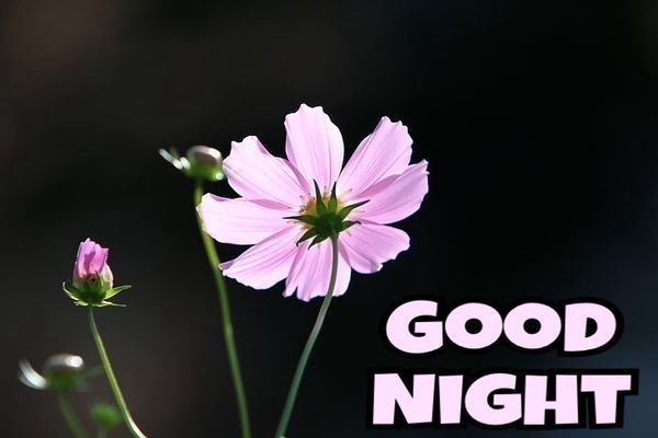Полезные изображения спокойной ночи с красивыми цветами 3