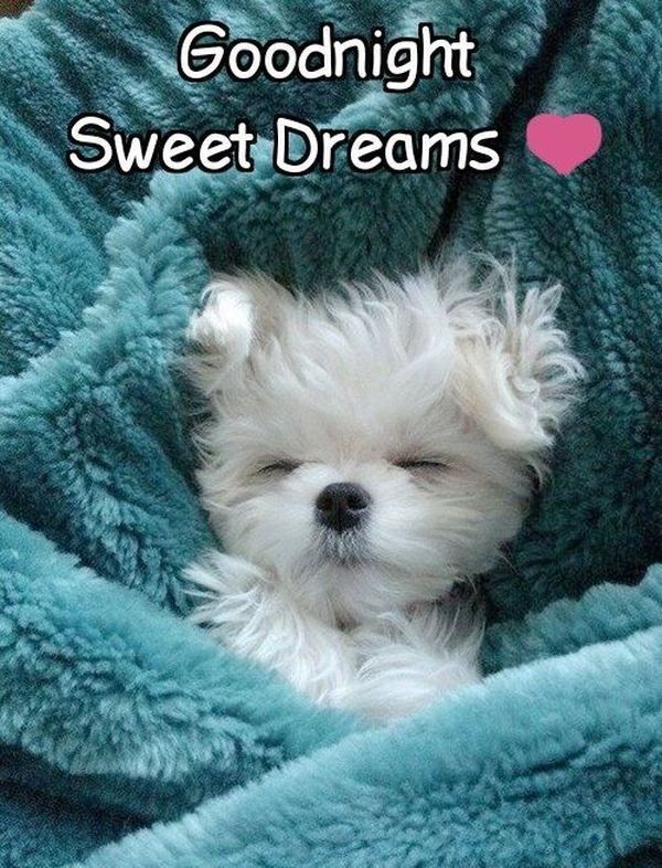 Симпатичные фото для спокойной ночи 5