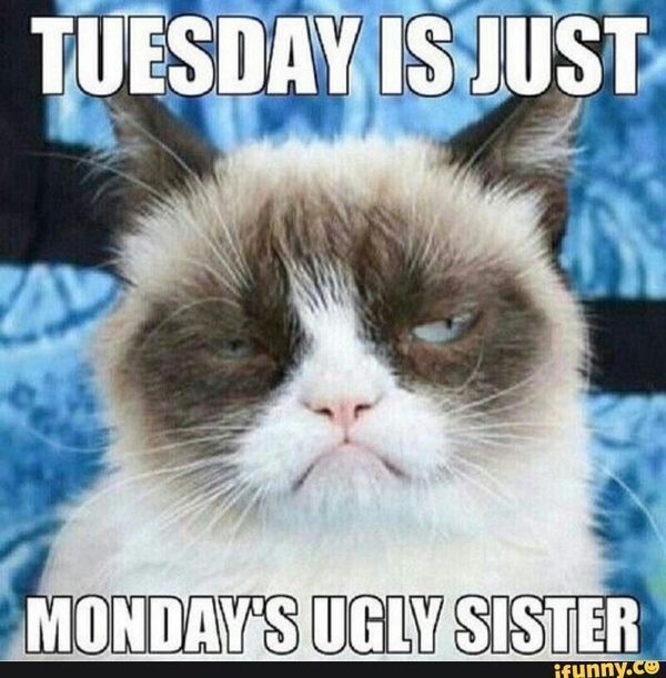 вторник мем юмор веселый